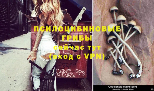 стафф Карпинск